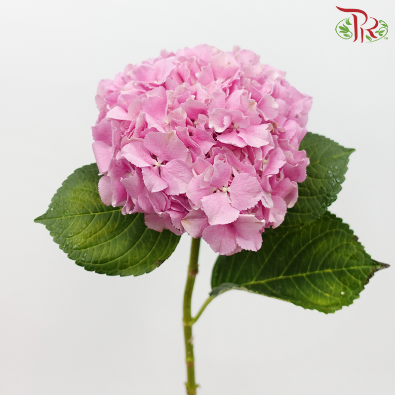 Hydrangea - Mammoet Pink (Per Stem)-Pink-Netherland-prflorist.com.my