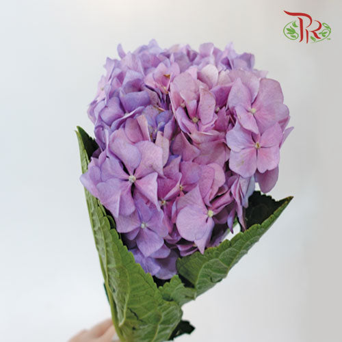 Hydrangea Mini - Lilac Pink (3 Stems)-Lilac-China-prflorist.com.my