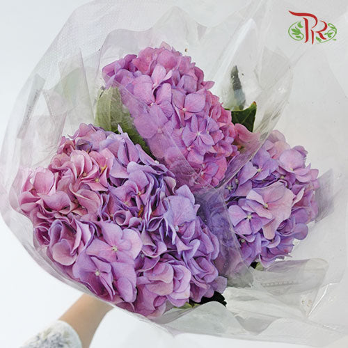 Hydrangea Mini - Lilac Pink (3 Stems)-Lilac-China-prflorist.com.my