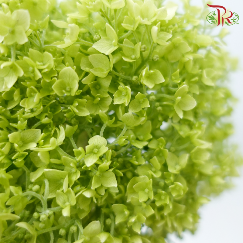 Hydrangea Mini Petals - Light Green (Per Stem)-Light Green-China-prflorist.com.my