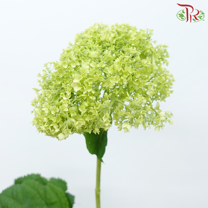 Hydrangea Mini Petals - Light Green (Per Stem)-Light Green-China-prflorist.com.my