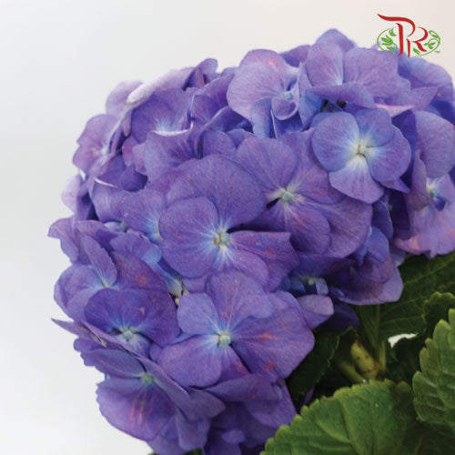 Hydrangea Mini - Purple (3 Stems)-Purple-China-prflorist.com.my