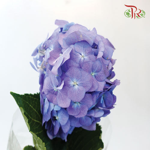 Hydrangea Mini - Purple (3 Stems)-Purple-China-prflorist.com.my