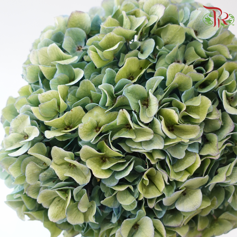 Hydrangea - Minium Blue (Per Stem)-Double Tone Green & Blue-China-prflorist.com.my