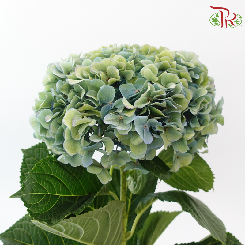 Hydrangea - Minium Blue (Per Stem)-Double Tone Green & Blue-China-prflorist.com.my