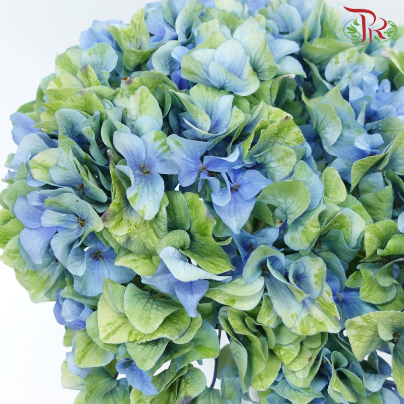Hydrangea - Minium Blue (Per Stem)-Double Tone Green & Blue-China-prflorist.com.my