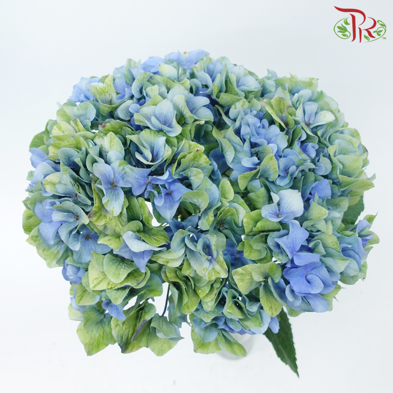 Hydrangea - Minium Blue (Per Stem)-Double Tone Green & Blue-China-prflorist.com.my