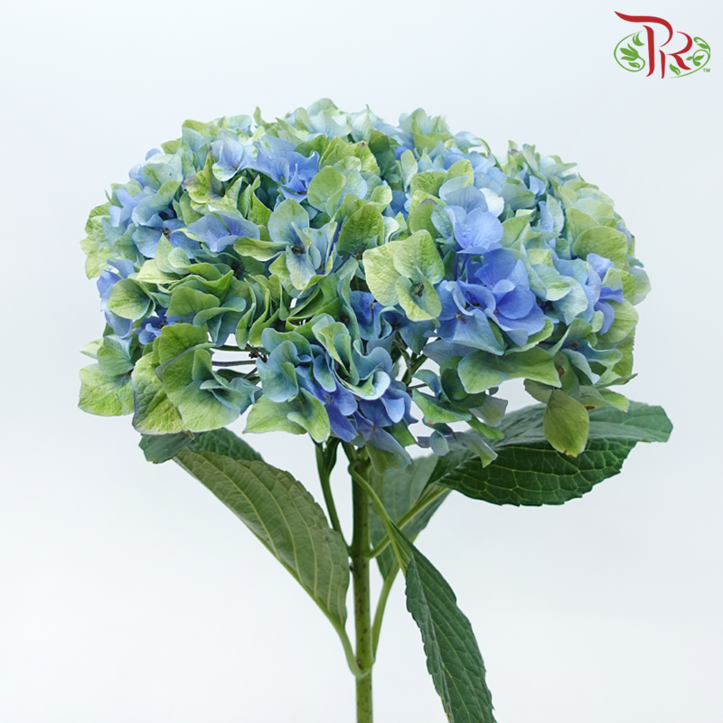 Hydrangea - Minium Blue (Per Stem)-Double Tone Green & Blue-China-prflorist.com.my