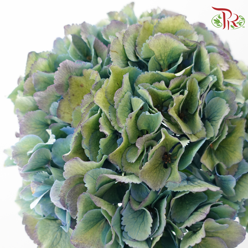 Hydrangea - Mixed Green & Blue (Per Stem)-Mixed Green & Blue-Netherland-prflorist.com.my