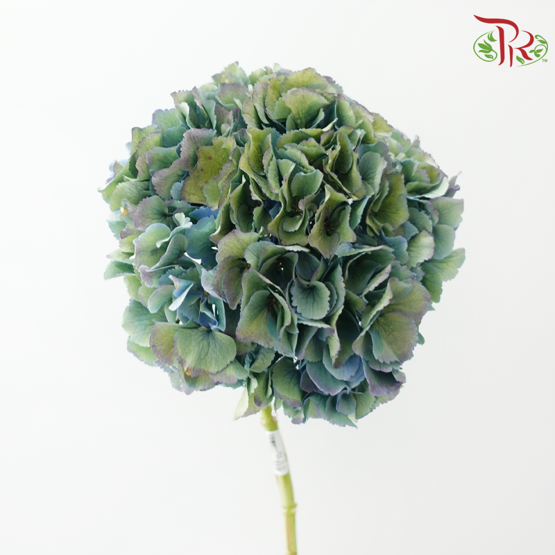 Hydrangea - Mixed Green & Blue (Per Stem)-Mixed Green & Blue-Netherland-prflorist.com.my