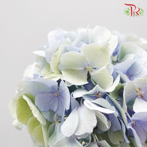 Hydrangea Mixed Light Blue & Green - (Per Stem)-Netherland-prflorist.com.my