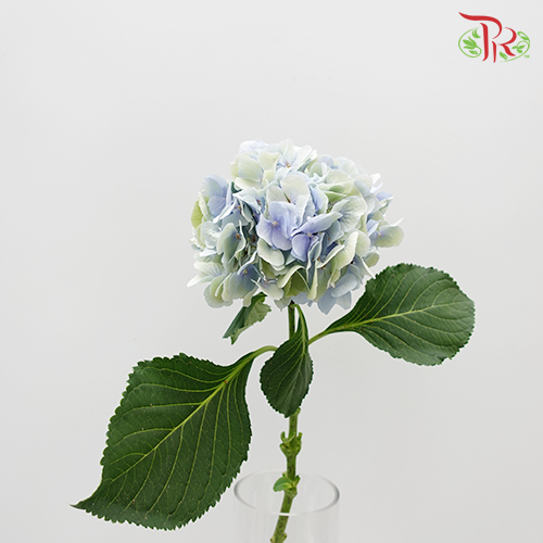 Hydrangea Mixed Light Blue & Green - (Per Stem)-Netherland-prflorist.com.my
