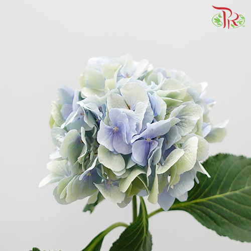 Hydrangea Mixed Light Blue & Green - (Per Stem)-Netherland-prflorist.com.my