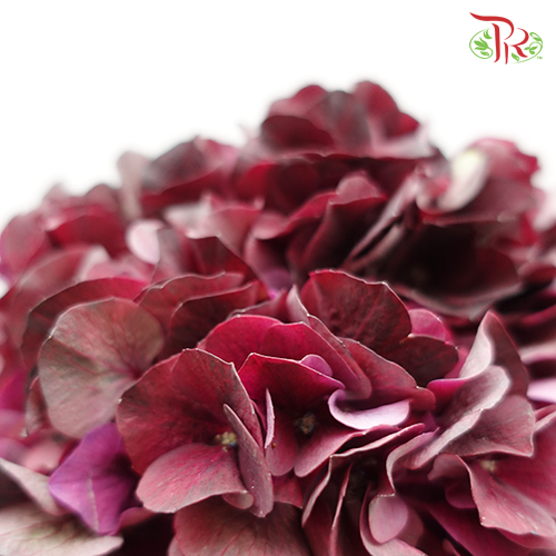 Hydrangea Mixed Maroon - (Per Stem)-Netherland-prflorist.com.my