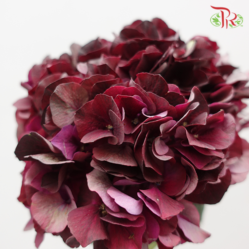 Hydrangea Mixed Maroon - (Per Stem)-Netherland-prflorist.com.my