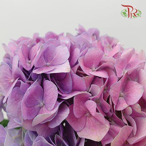 Hydrangea - Mixed Purple Double Shade (Per Stem)-Purple-China-prflorist.com.my
