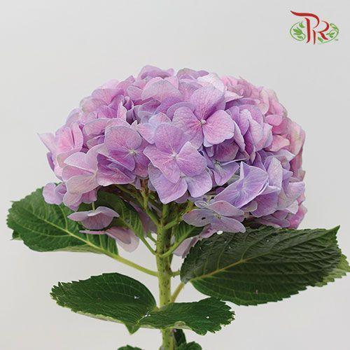 Hydrangea - Mixed Purple Double Shade (Per Stem)-Purple-China-prflorist.com.my