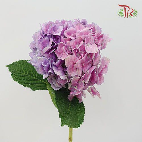 Hydrangea - Mixed Purple Double Shade (Per Stem)-Purple-China-prflorist.com.my