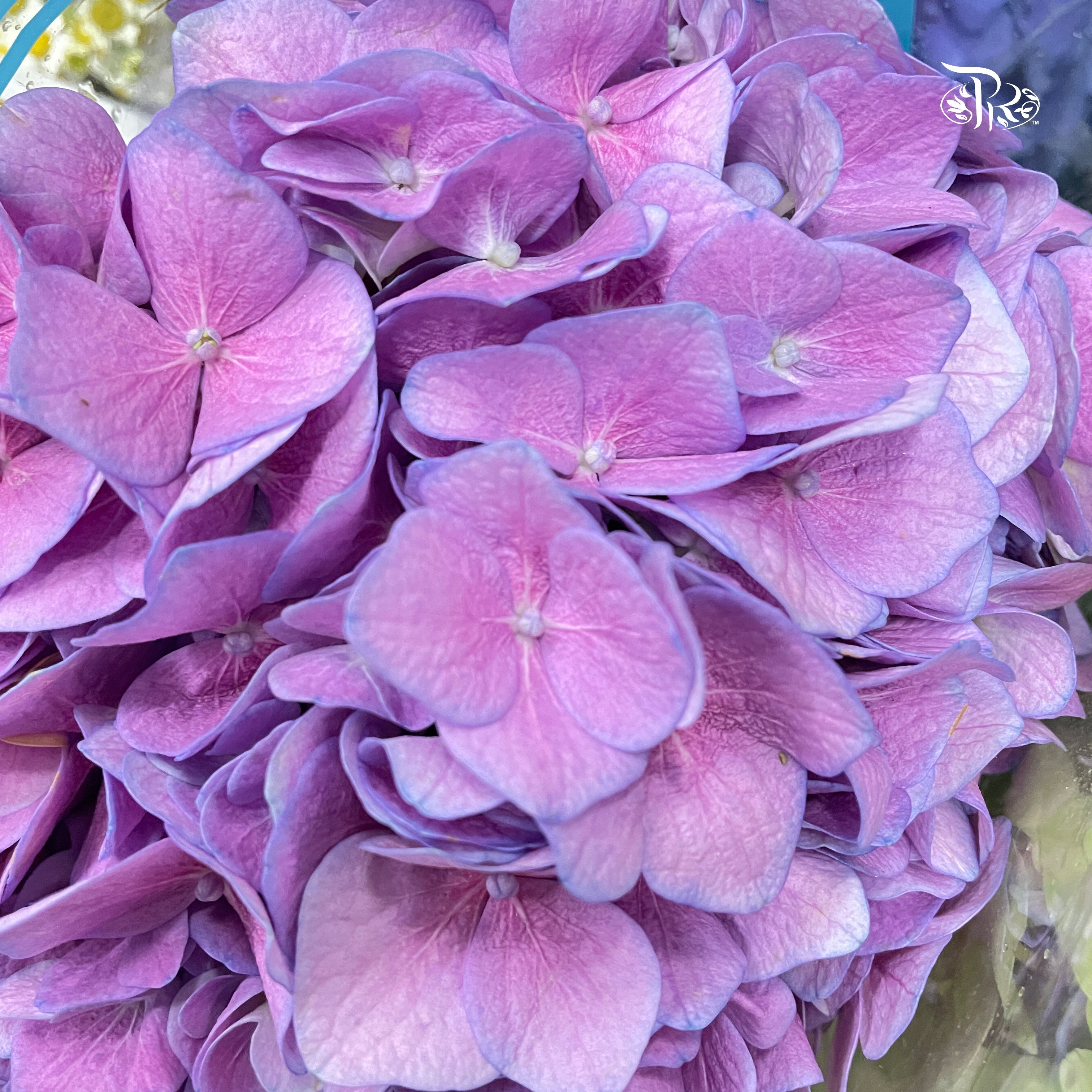 Hydrangea - Mixed Purple Double Shade (Per Stem)-Purple-China-prflorist.com.my