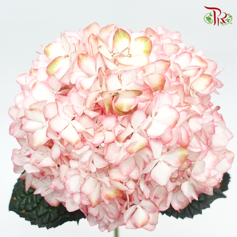 Hydrangea - Mixed White & Pink (Per Stem)-Mixed White & Pink-Netherland-prflorist.com.my