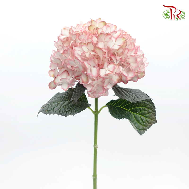 Hydrangea - Mixed White & Pink (Per Stem)-Mixed White & Pink-Netherland-prflorist.com.my