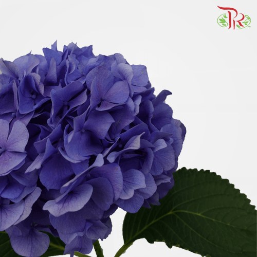 Hydrangea - Mon Amour Purple (Per Stem)-Blue-Netherland-prflorist.com.my