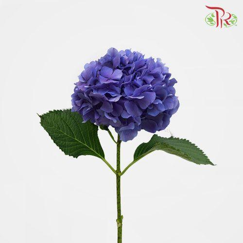 Hydrangea - Mon Amour Purple (Per Stem)-Blue-Netherland-prflorist.com.my