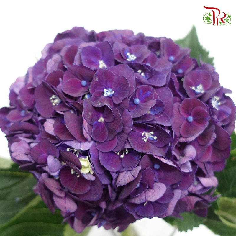 Hydrangea - Mon Amour Purple (Per Stem)-Purple-Netherland-prflorist.com.my