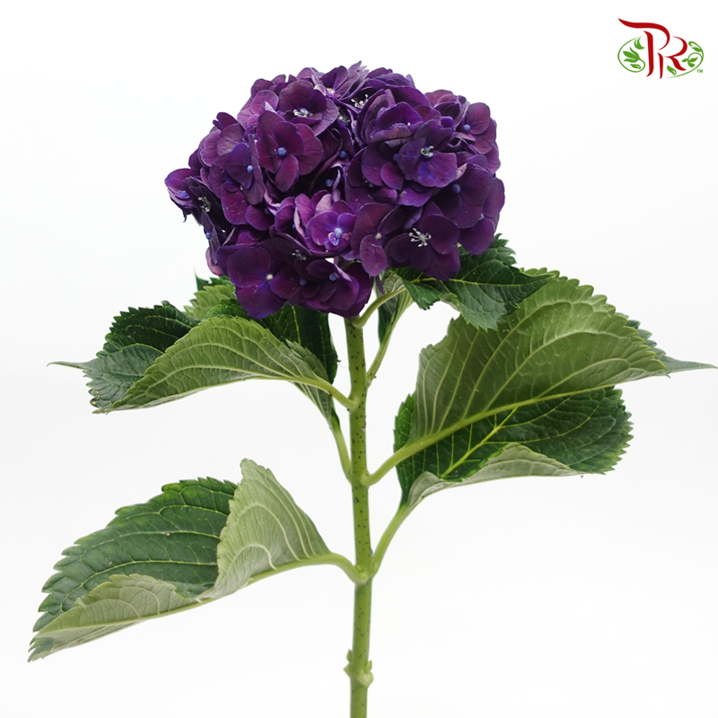 Hydrangea - Mon Amour Purple (Per Stem)-Purple-Netherland-prflorist.com.my
