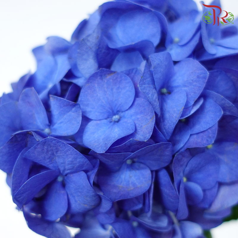 Hydrangea - Navy Blue (Per Stem)-Navy Blue-Netherland-prflorist.com.my