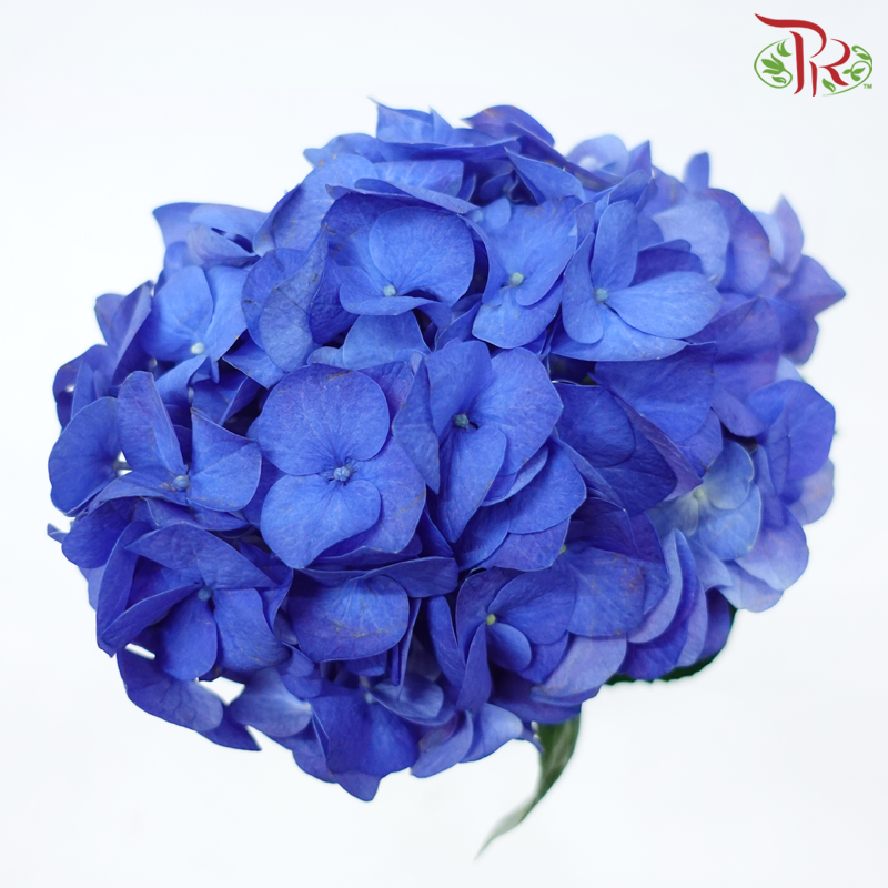 Hydrangea - Navy Blue (Per Stem)-Navy Blue-Netherland-prflorist.com.my