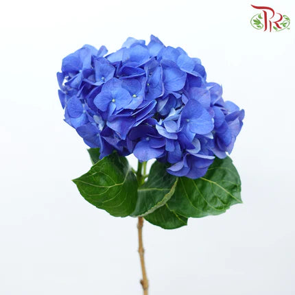 Hydrangea (Small Head)