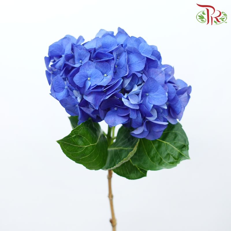 Hydrangea - Navy Blue (Per Stem)-Navy Blue-Netherland-prflorist.com.my