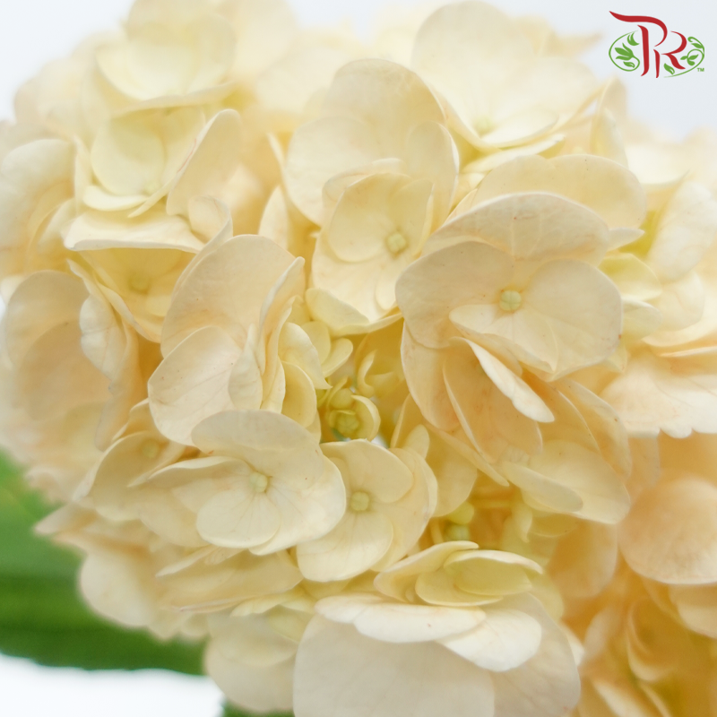 Hydrangea - Orange (Per Stem)-Orange-Netherland-prflorist.com.my