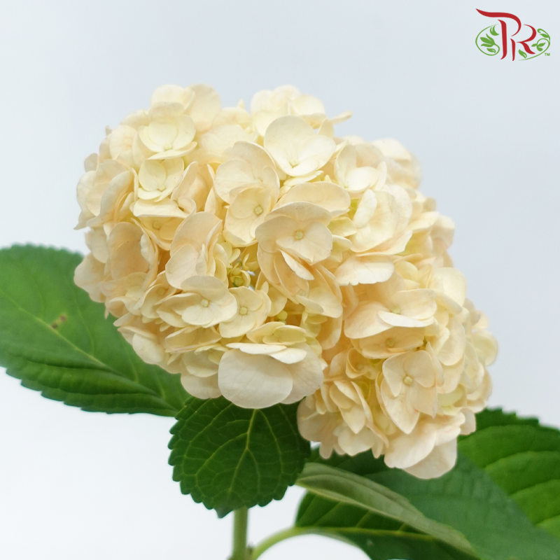 Hydrangea - Orange (Per Stem)-Orange-Netherland-prflorist.com.my