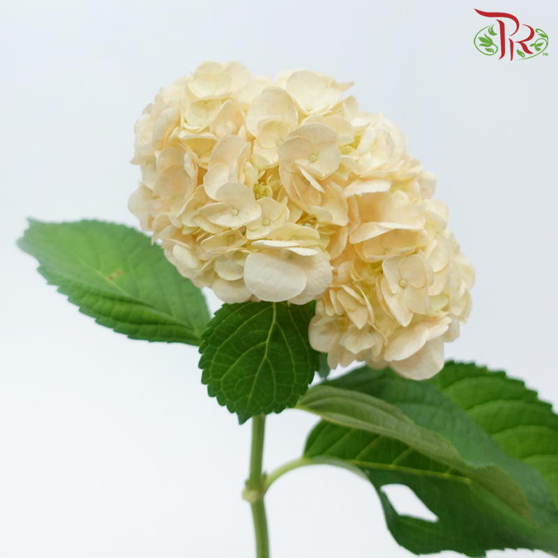 Hydrangea - Orange (Per Stem)-Orange-Netherland-prflorist.com.my