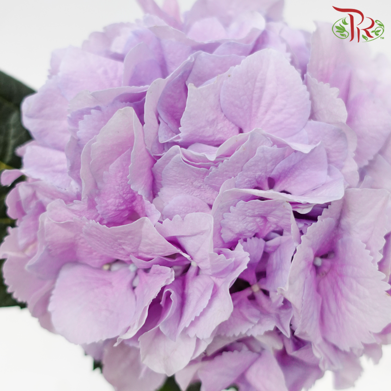 Hydrangea - Pastel Lilac (Per Stem)-Pastel Lilac-Netherland-prflorist.com.my