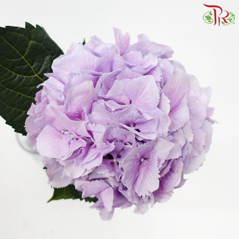 Hydrangea - Pastel Lilac (Per Stem)-Pastel Lilac-Netherland-prflorist.com.my