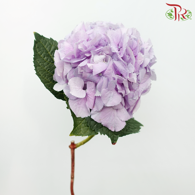 Hydrangea - Pastel Lilac (Per Stem)-Pastel Lilac-Netherland-prflorist.com.my