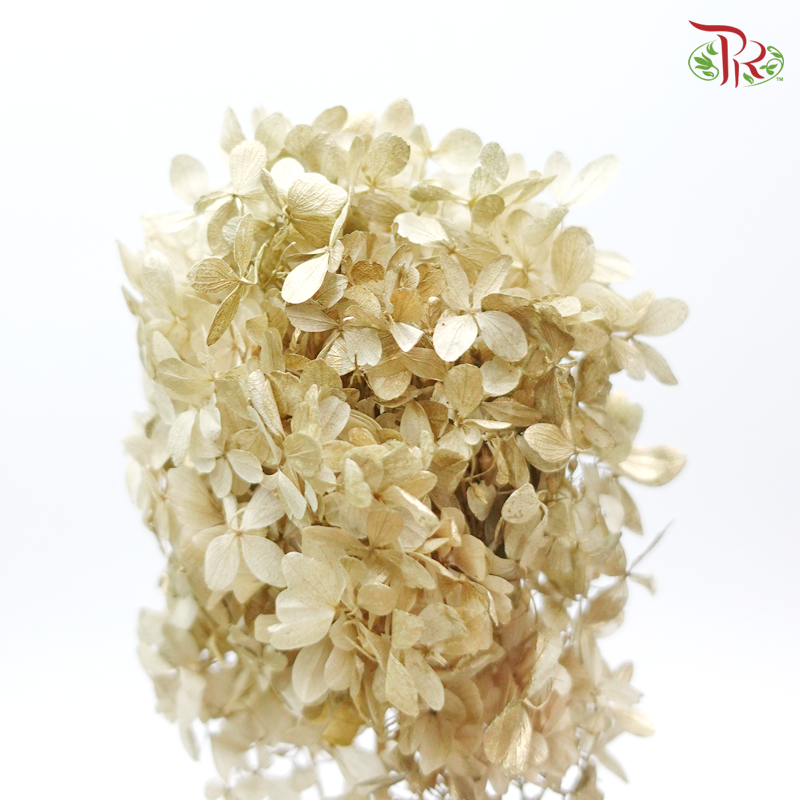 Hydrangea Peegee Preservative (Per stem) ( 0152-0-082 )-Gold-Japan-prflorist.com.my