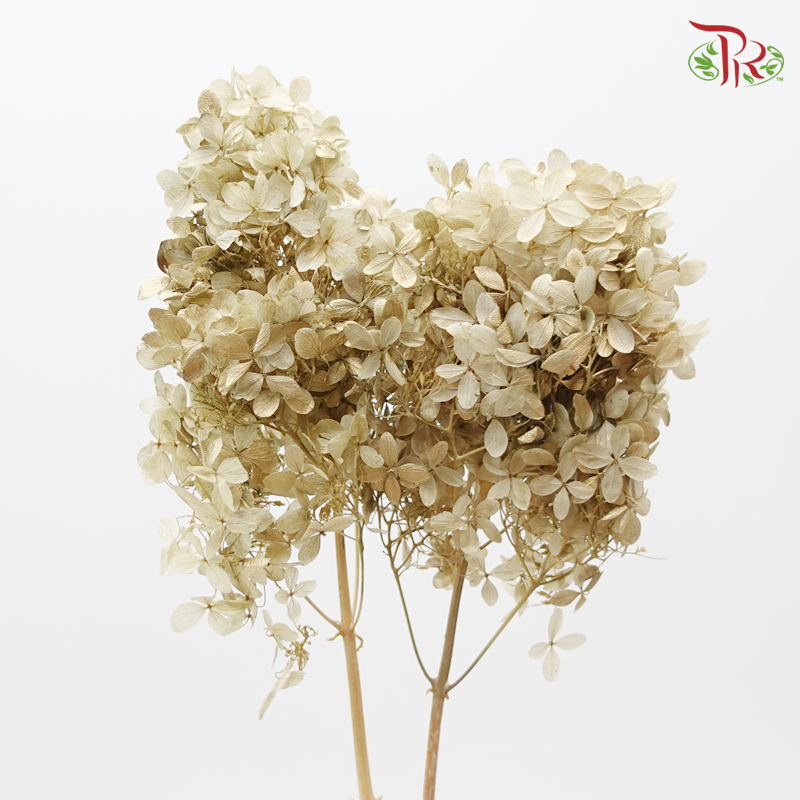 Preserved Hydrangea PeeGee