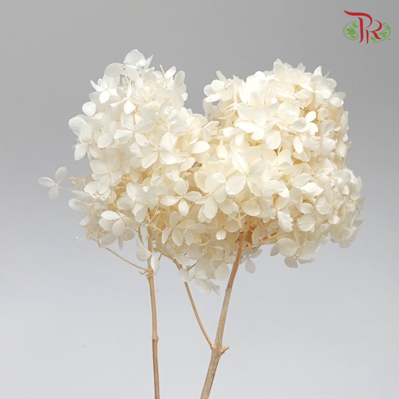 Hydrangea PeeGee (Stem) Preservative - Cream White ( 0152-0-011 )-White-Japan-prflorist.com.my