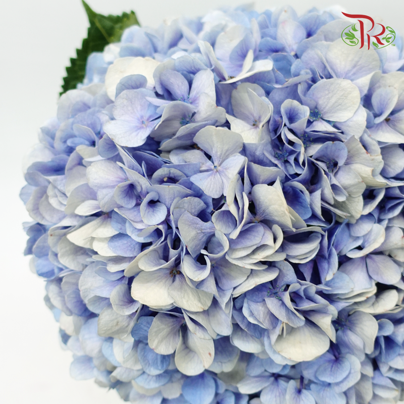 Hydrangea - Periwinkle Blue (Per Stem)-Blue-China-prflorist.com.my