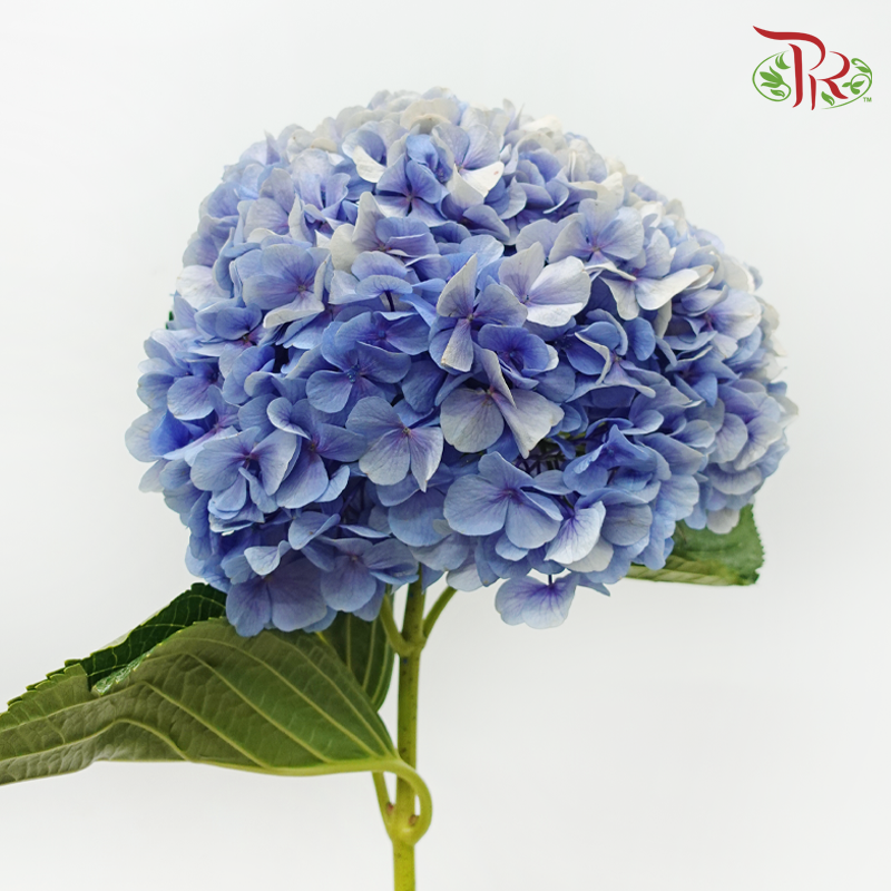 Hydrangea - Periwinkle Blue (Per Stem)-Blue-China-prflorist.com.my