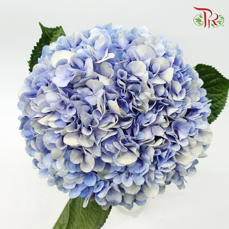 Hydrangea - Periwinkle Blue (Per Stem)-Blue-China-prflorist.com.my
