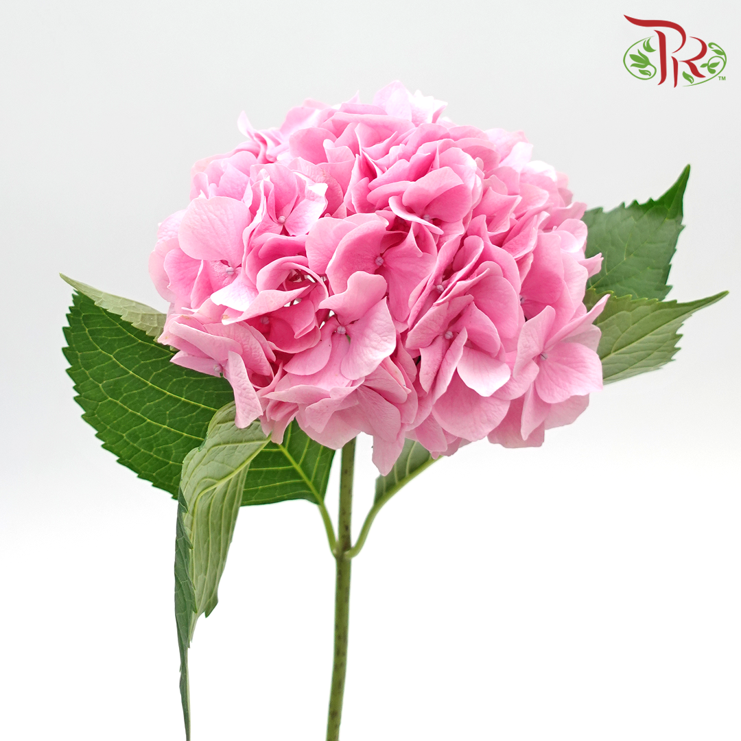 Hydrangea- Pink Molly (Per Stem)-Pink-New Zealand-prflorist.com.my