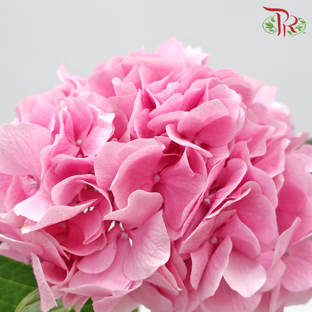 Hydrangea- Pink Molly (Per Stem)-Pink-New Zealand-prflorist.com.my