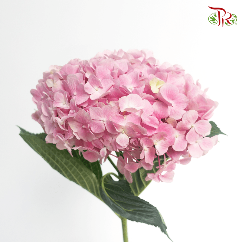 Hydrangea (Small Head)