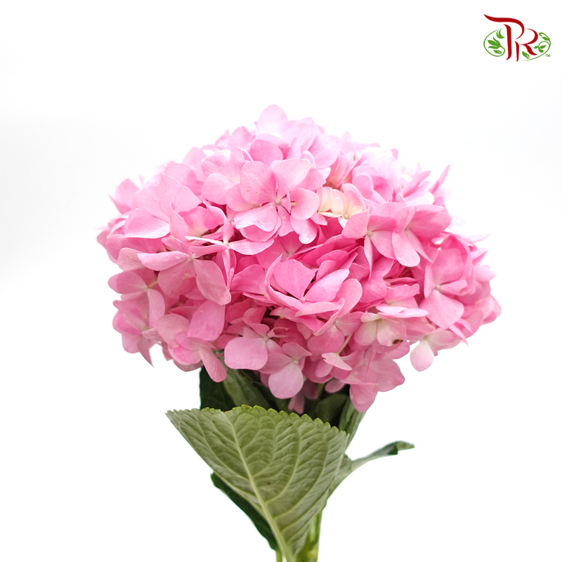 Hydrangea - Pink (Per Stem)-Malaysia-prflorist.com.my