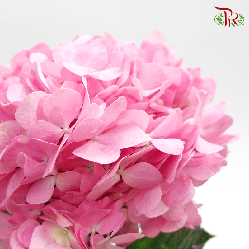 Hydrangea - Pink (Per Stem)-Malaysia-prflorist.com.my
